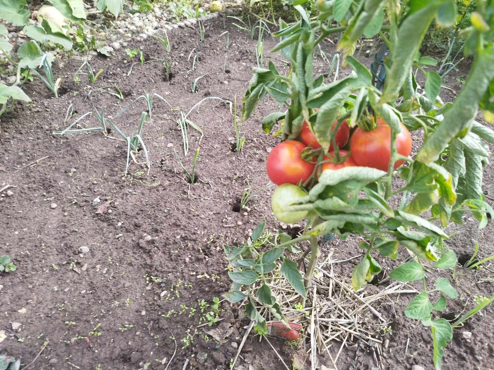 tomates a vendre, Enlèvement