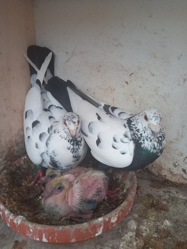 Kleurpostduiven, Meerdere dieren, Postduif