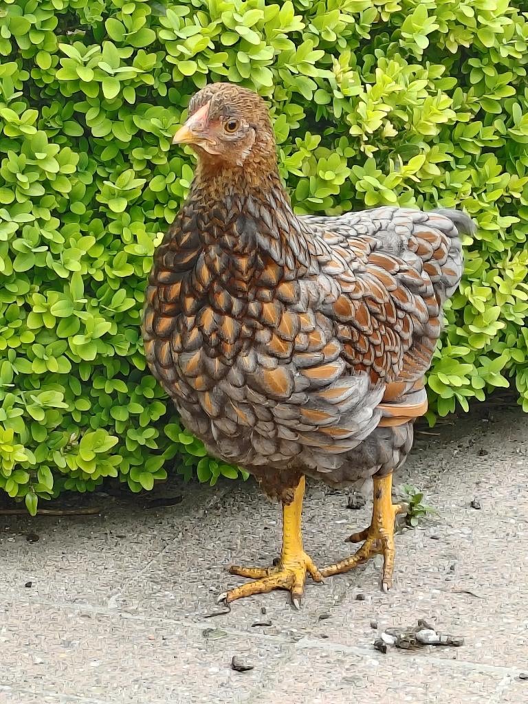 Sierkippen kriel wyandotte, Plusieurs animaux, Poule ou poulet