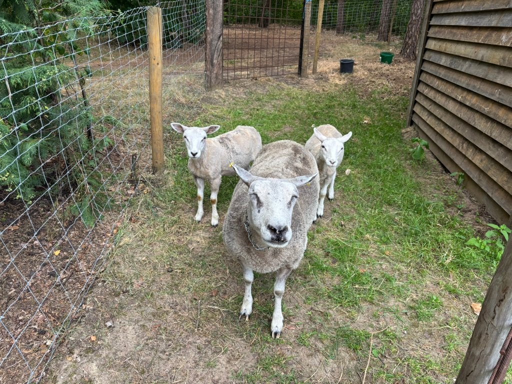 Ooilammen te koop, Dieren en Toebehoren, Vrouwelijk, Schaap, 0 tot 2 jaar