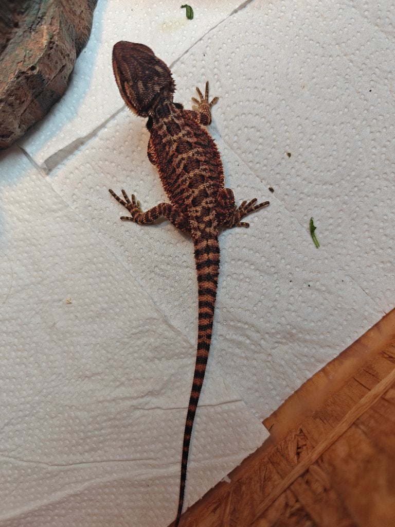 Dragon barbu, Lézard, 0 à 2 ans
