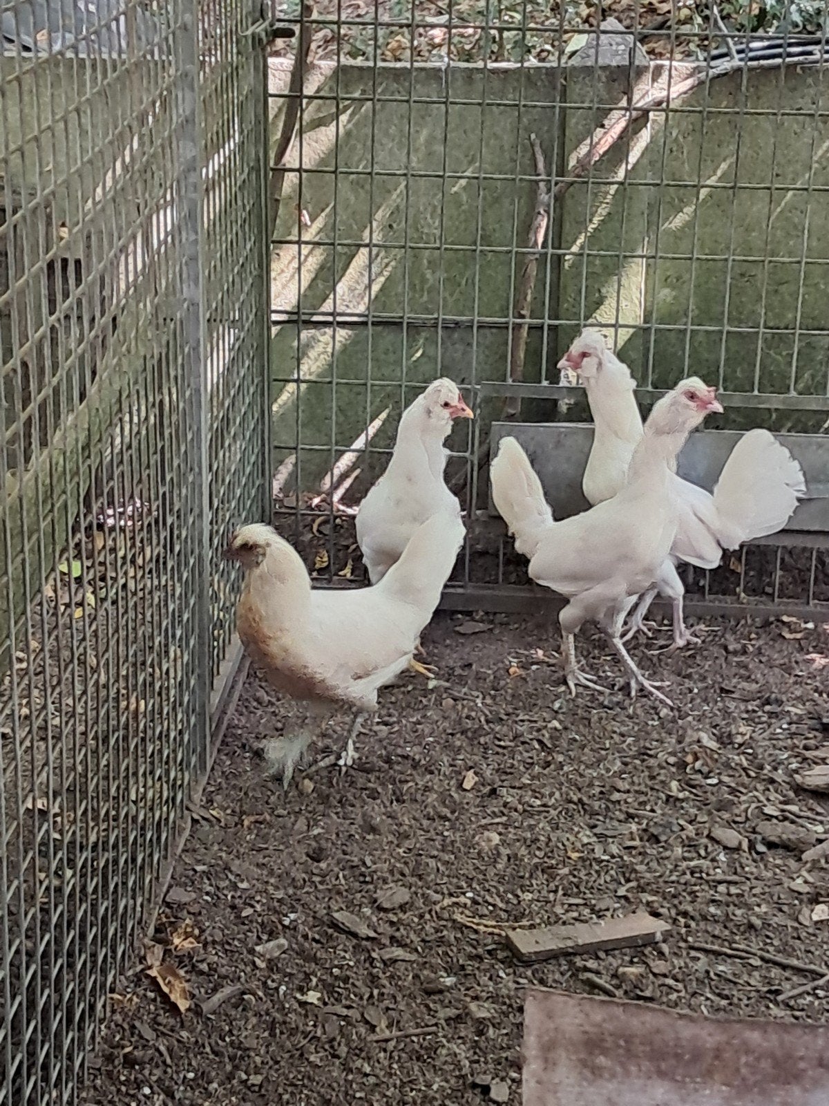 Kippen, Animaux & Accessoires