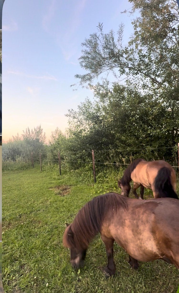 2 liefste ponys zoeken nieuw huisje, Dieren en Toebehoren, Gechipt, B, Ruin, A pony (tot 1.17m)