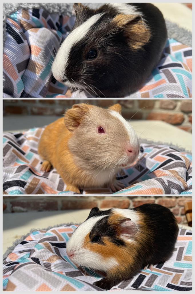 Cavia mannetjes, Mannelijk, Tam, Maart, Cavia