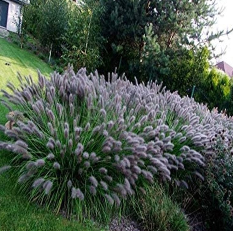 Pennisetum 'Black beauty', Ophalen, Vaste plant, Siergrassen, Volle zon
