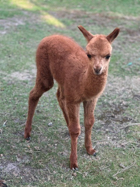 1-jarige alpaca te koop, Dieren en Toebehoren, Weidegang