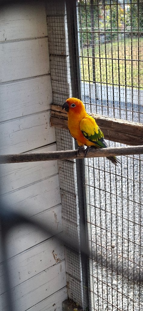 Koppel Zonparkieten, Dieren en Toebehoren, Vogels | Parkieten en Papegaaien, Meerdere dieren, Parkiet, Geringd