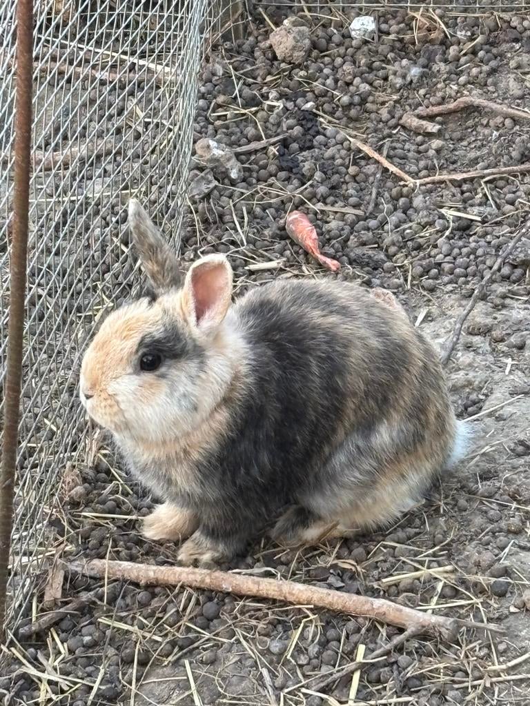 Dwergkonijn-rammelaar-gratis, Dieren en Toebehoren