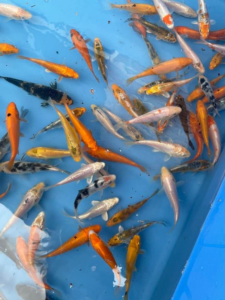 Koi B 7-10cm, Karper of Koi