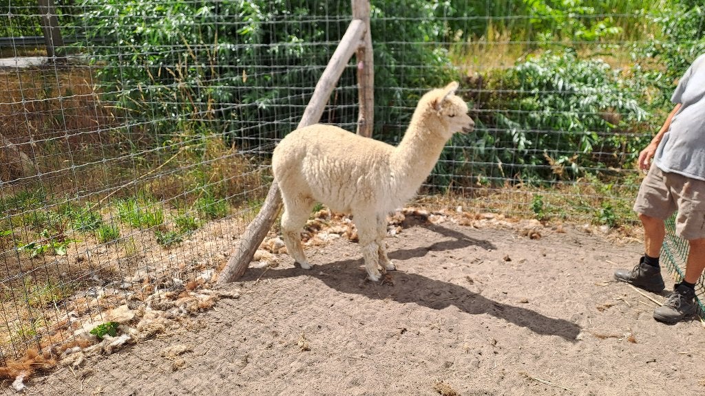 Alpaca hengst, Mâle, 0 à 2 ans