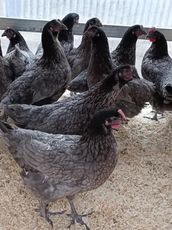 grijze legkip bleu de landes / koekoek 5+1/10+3 GRATIS, Dieren en Toebehoren, Pluimvee, Vrouwelijk, Kip