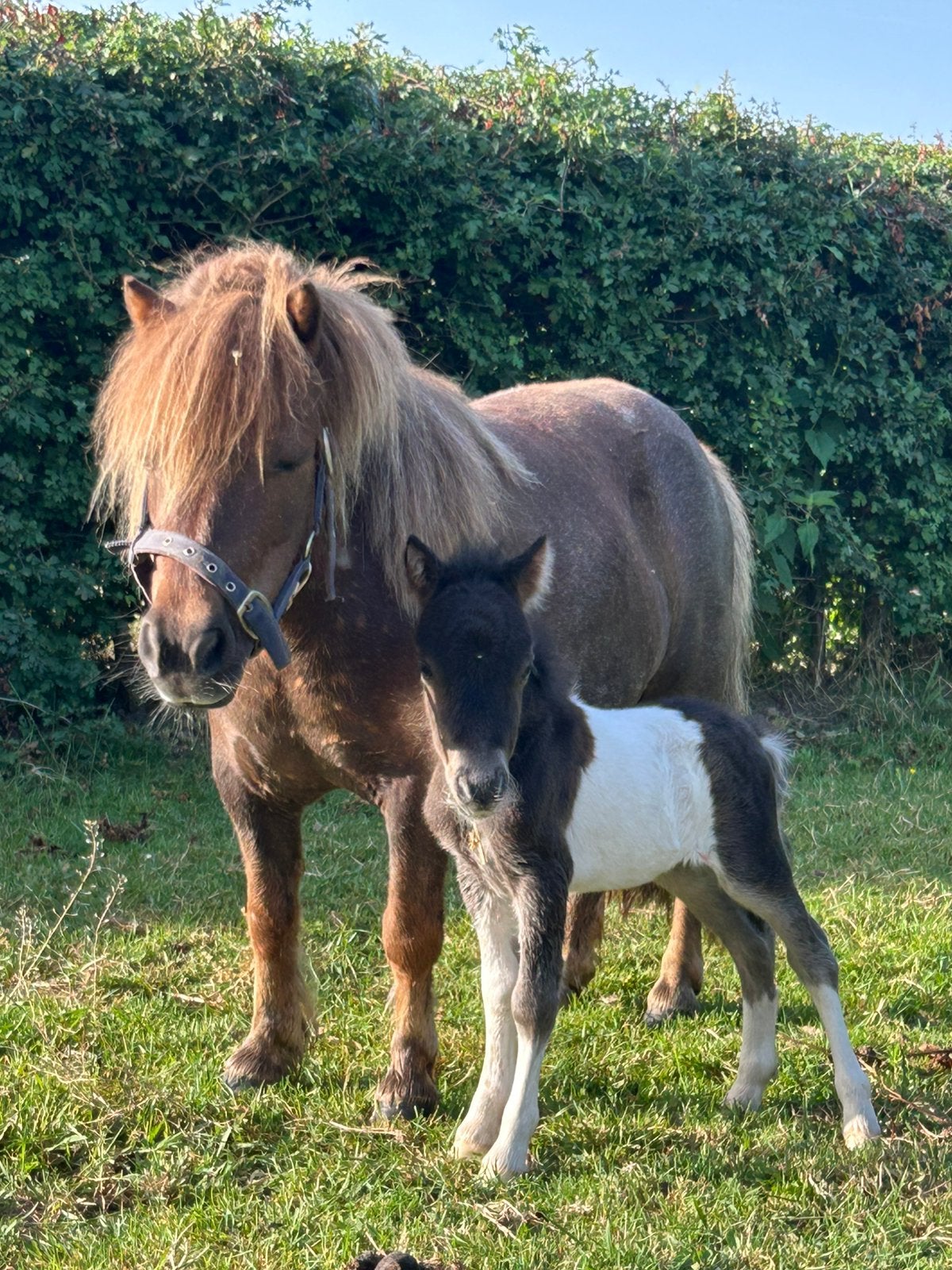 Sheltlandveulen (hengstje), Vermifugé, Poney A (jusqu'à 1.17 m), Étalon, 0 à 2 ans