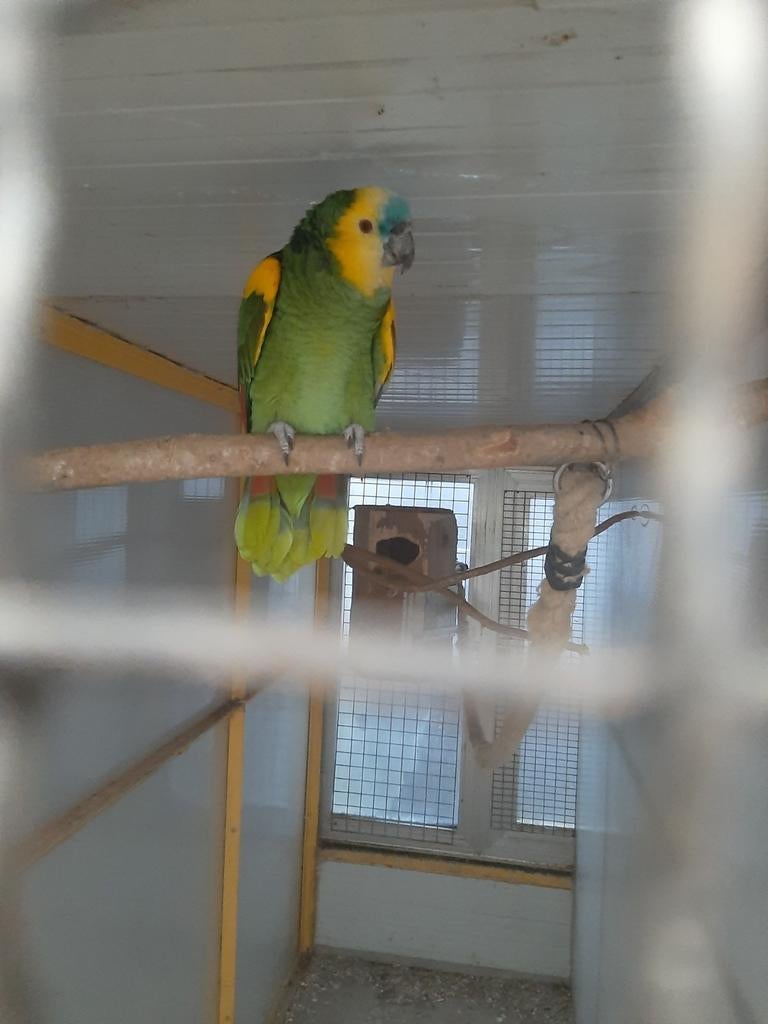 Amazone mâle à front bleu aux épaules jaunes