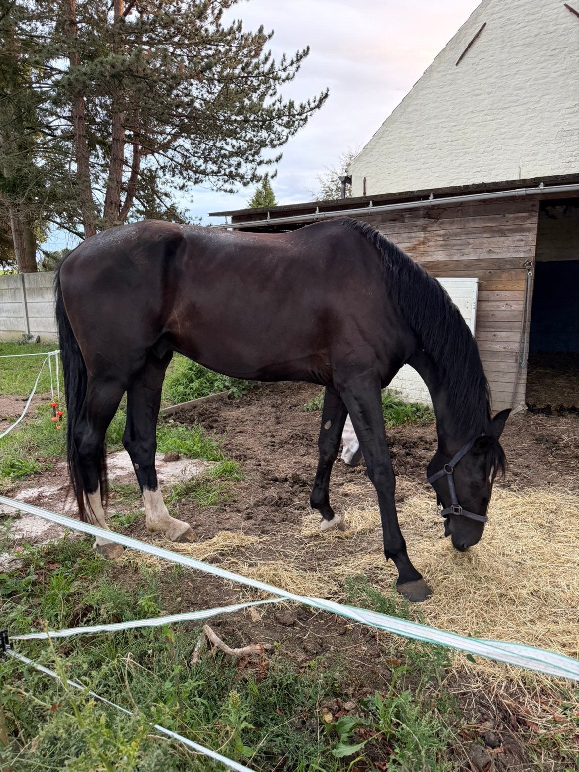 5-jarige hannoveraanse ruin, Animaux & Accessoires, Cheval de dressage, 175 cm ou plus, Débourré, 3 à 6 ans
