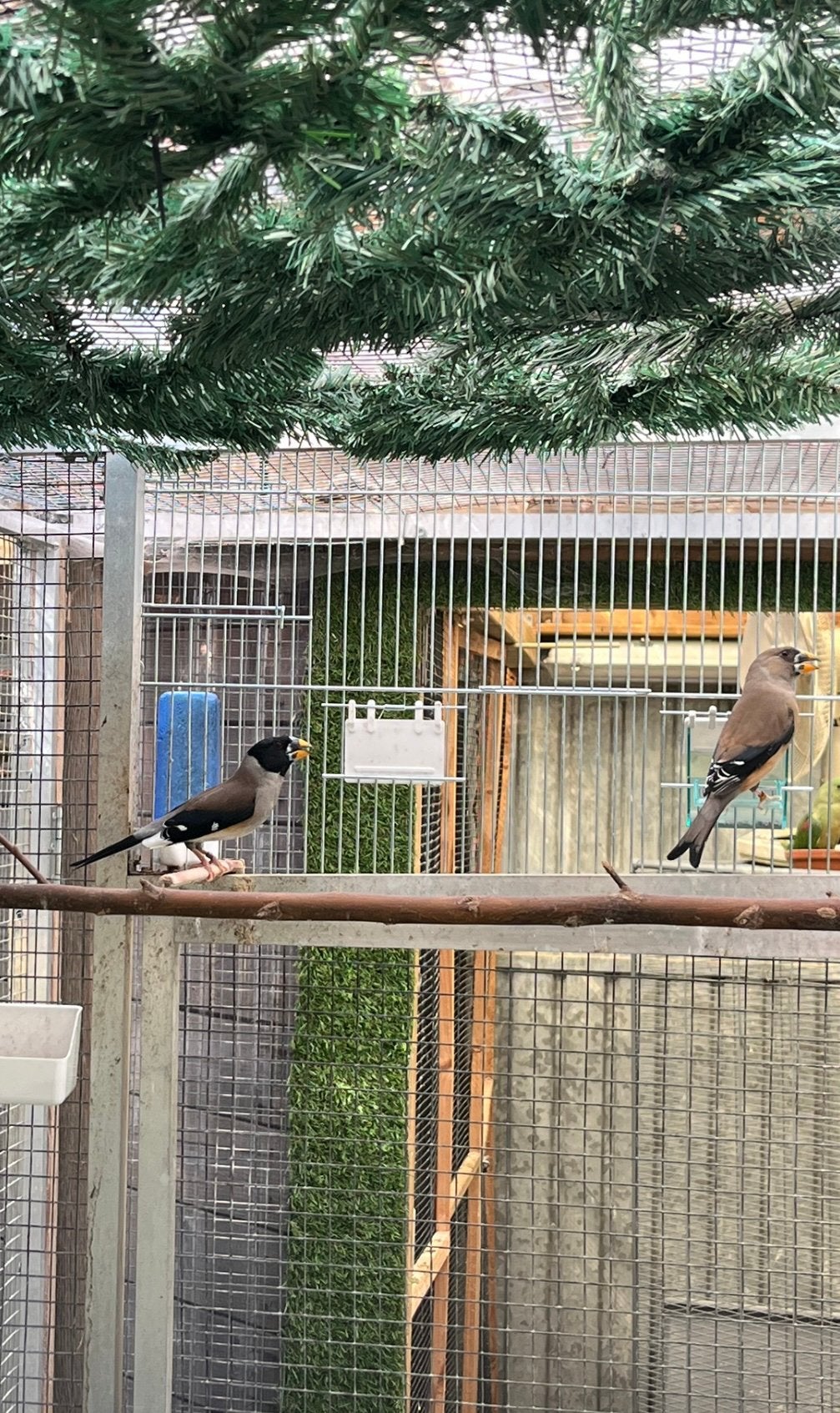Koppel Chinese appelvinken, Dieren en Toebehoren, Vogels | Overige Vogels, Geringd