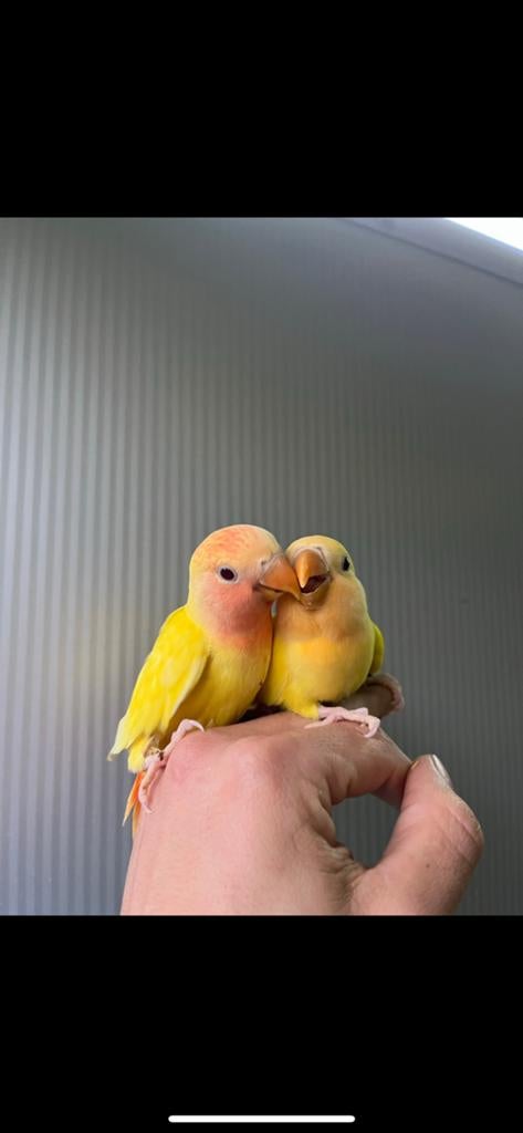 Baby dwergpapegaaien perfect om handtam te krigen, Dieren en Toebehoren, Vogels | Parkieten en Papegaaien, Geslacht onbekend, Dwergpapegaai of Agapornis