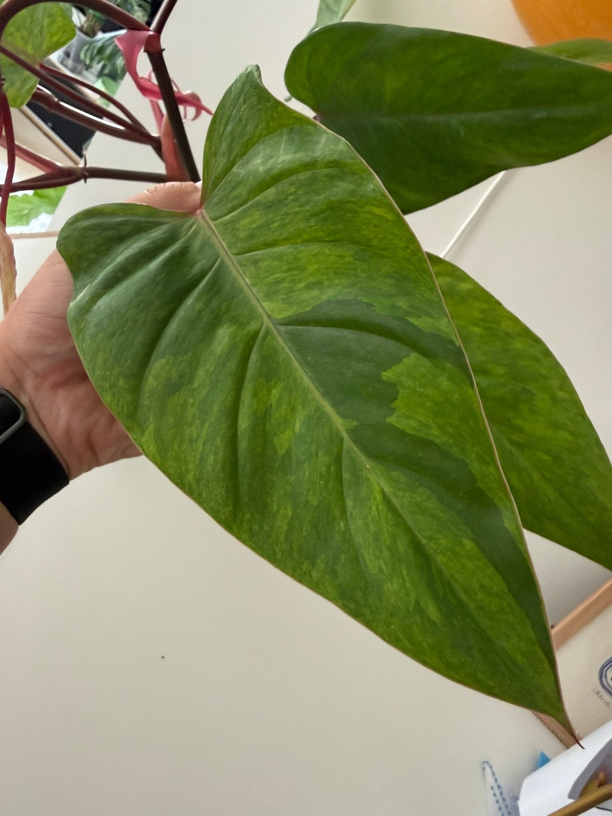 Philodendron MeDiSa (lijkt op painted lady) - 3x kopstek, Huis en Inrichting, Kamerplanten, Ophalen, Overige soorten, Halfschaduw