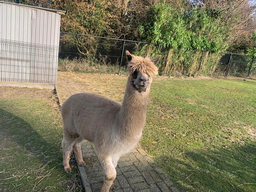 Dekhengst, Hengst
