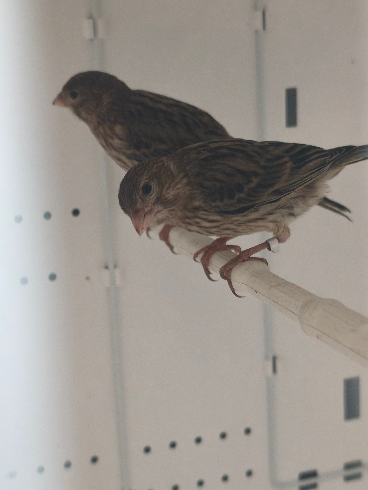 kanaries 2026, Animaux & Accessoires, Oiseaux | Canaris, Sexe inconnu, Canari de couleur