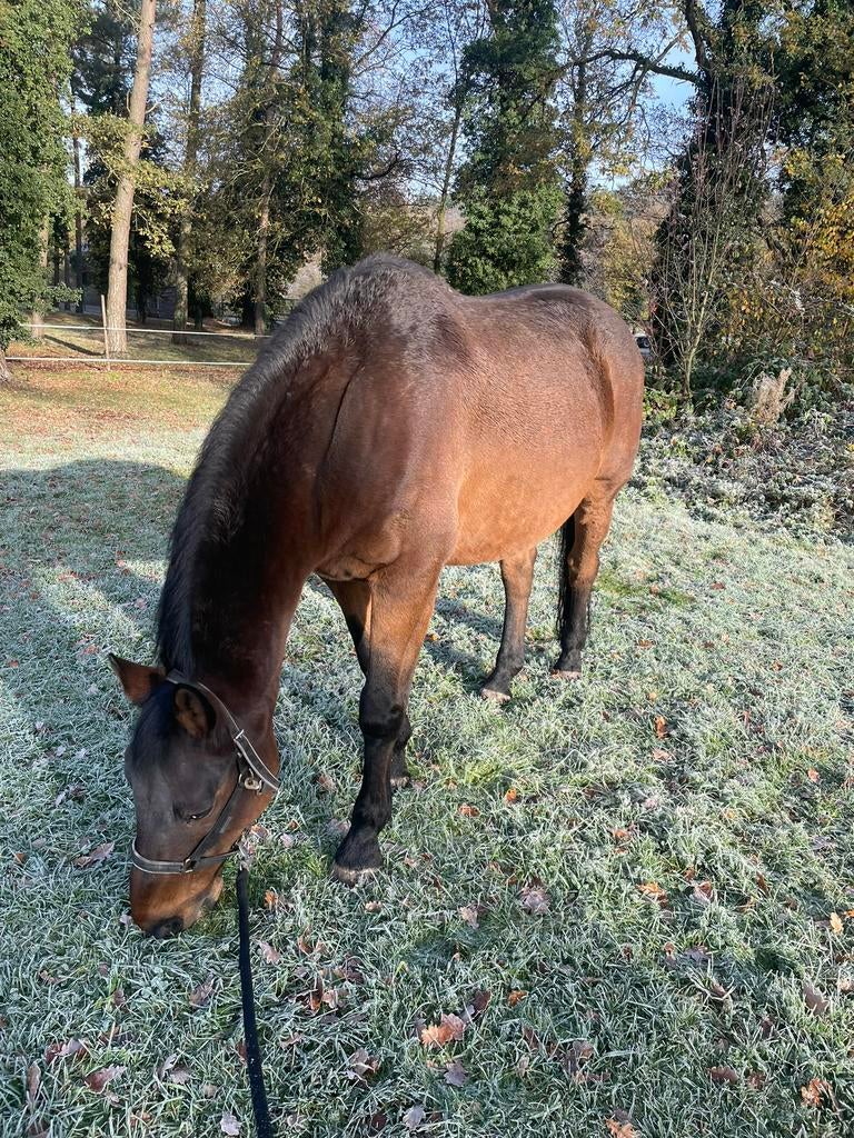 Weide te huur gezocht voor een weidemaatje, Dieren en Toebehoren, Weidegang