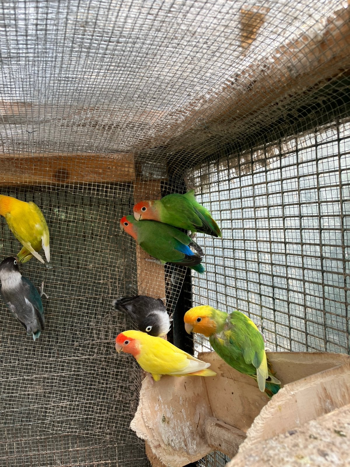 WINTERHARDE DWERGPAPEGAAIKES VANAF 50 EURO/KOPPEL, Animaux & Accessoires, Oiseaux | Perruches & Perroquets, Perroquet nain ou Inséparable