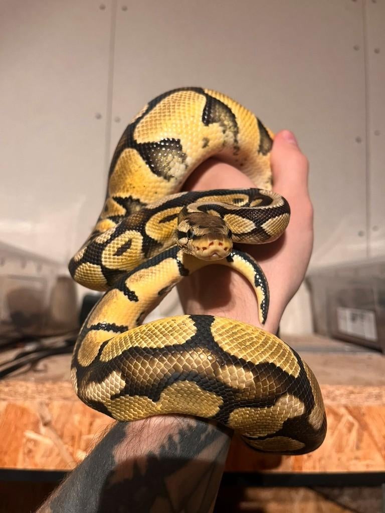 Ball Pythons (te koop / te ruil), Serpent, Domestique, 0 à 2 ans