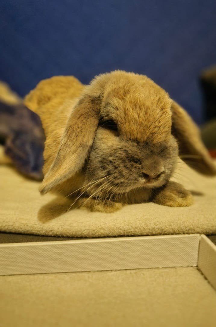 2 dwergkonijntjes enkel voor een goede thuis