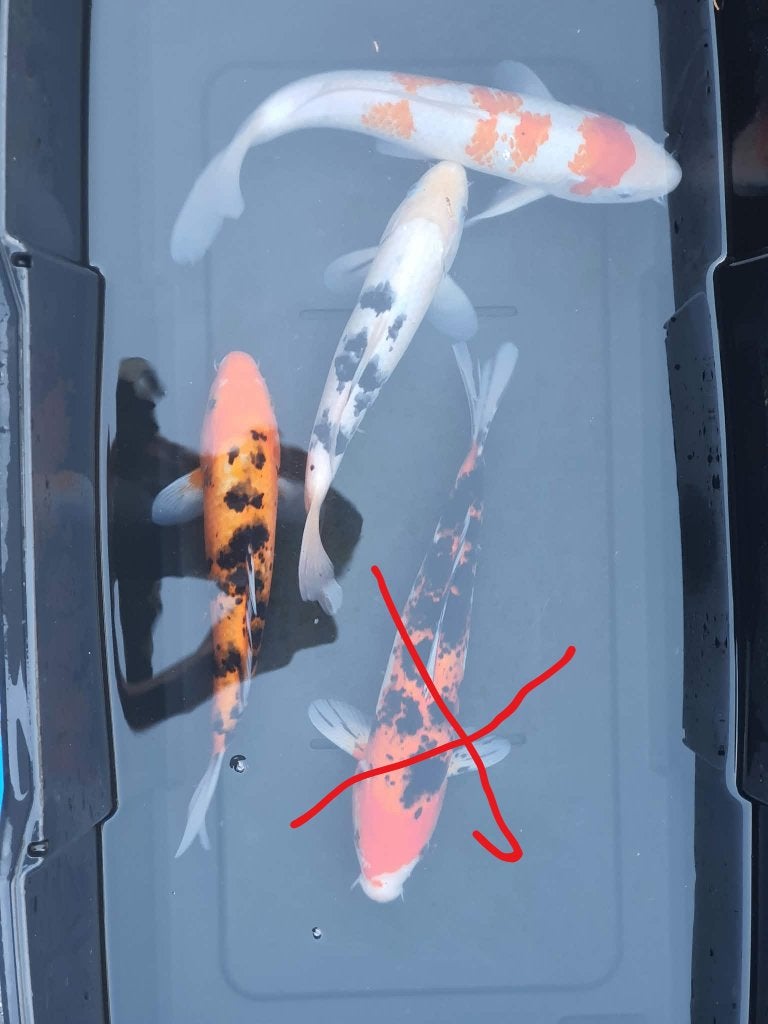 Laatste kans! Tancho Kohaku, Aka Bekko & Bekko (3 koi), Dieren en Toebehoren, Karper of Koi