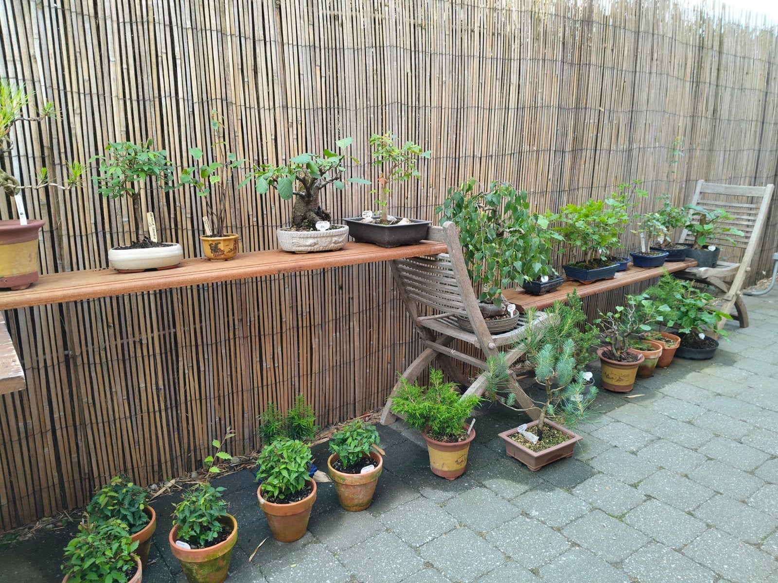 Bonsai, Ophalen