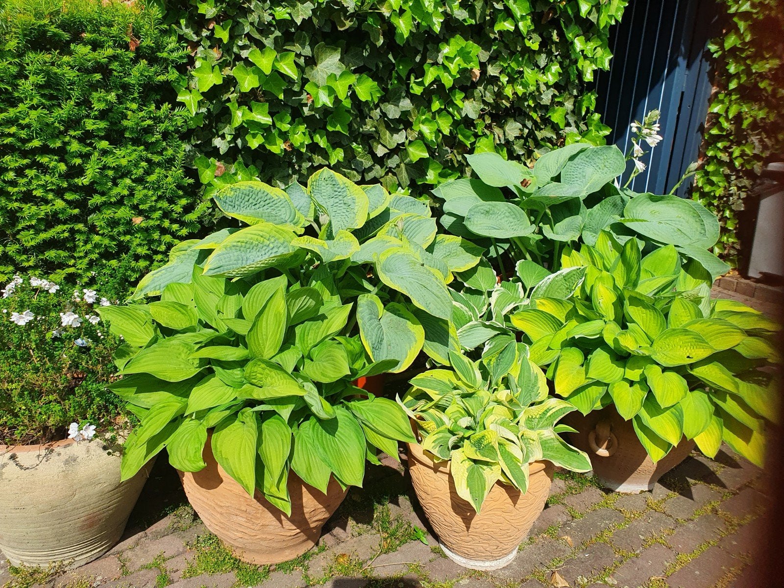 collectie hosta',, Ophalen