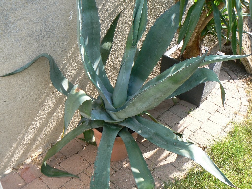 AGAVE  AMERICANA, Ophalen, Bloeit niet, Vaste plant, Volle zon