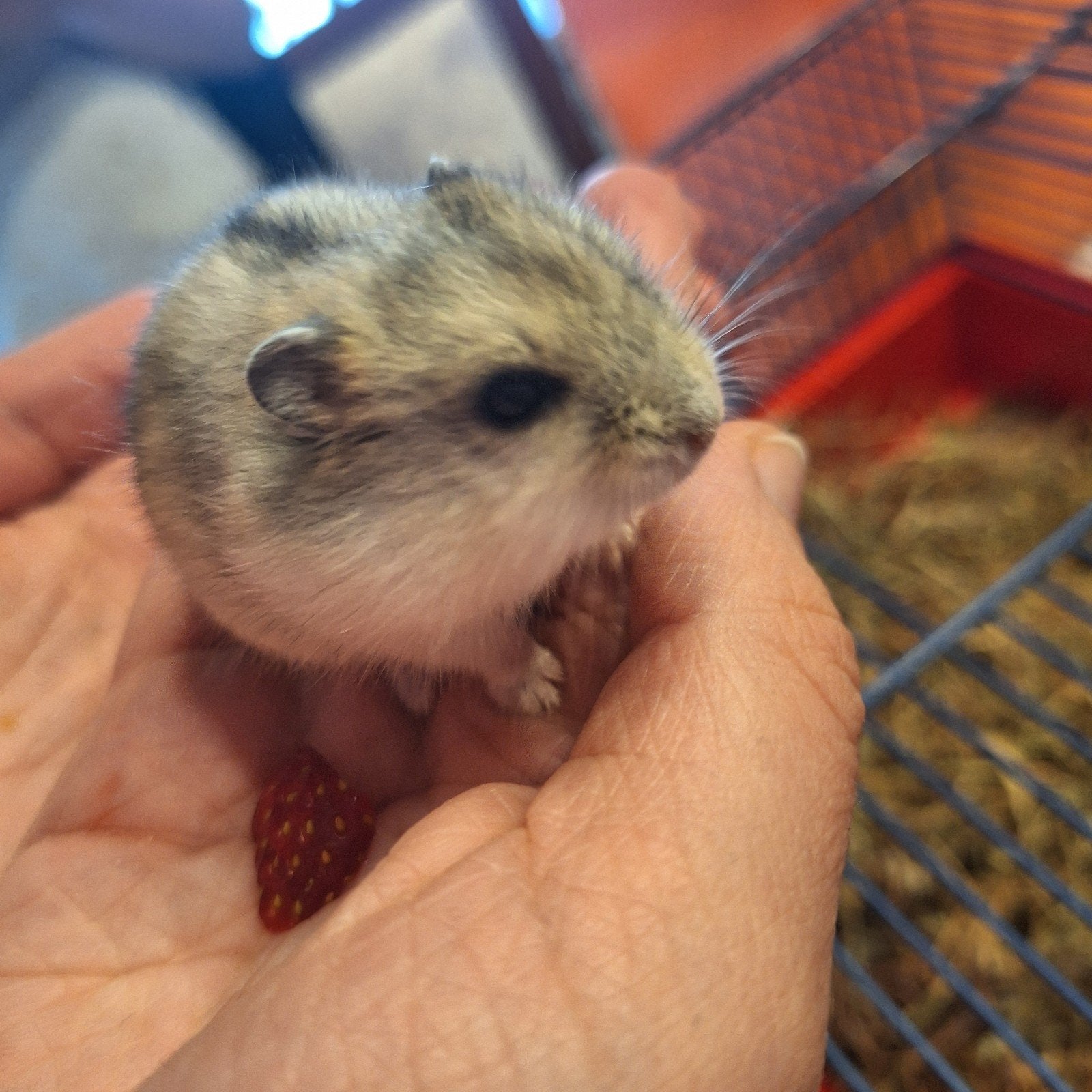 Dwerg hamsters, Dieren en Toebehoren, April
