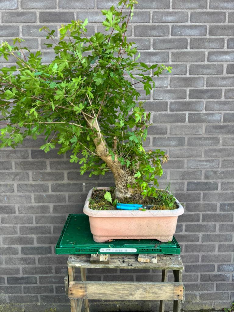 Bonsai acer campestre, Ophalen