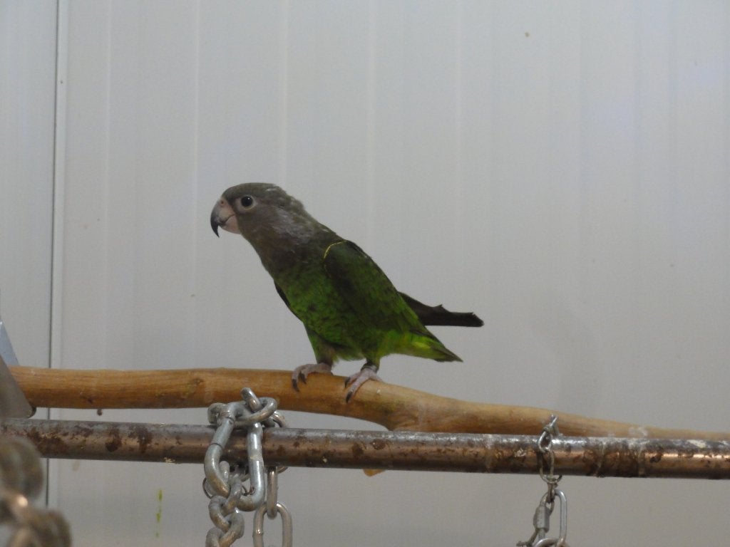 bruinkoppapegaai Poicephalus cryptoxanthus, Mâle, Bagué