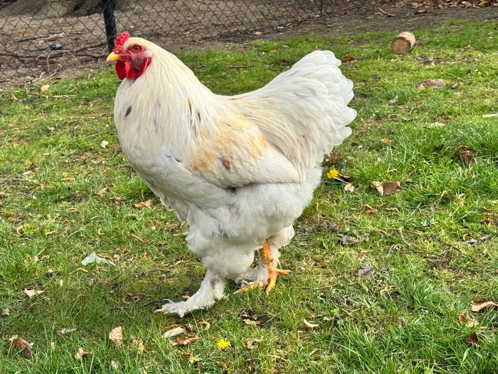 9 maand oude lemon pyle brahma haan, Mâle, Poule ou poulet