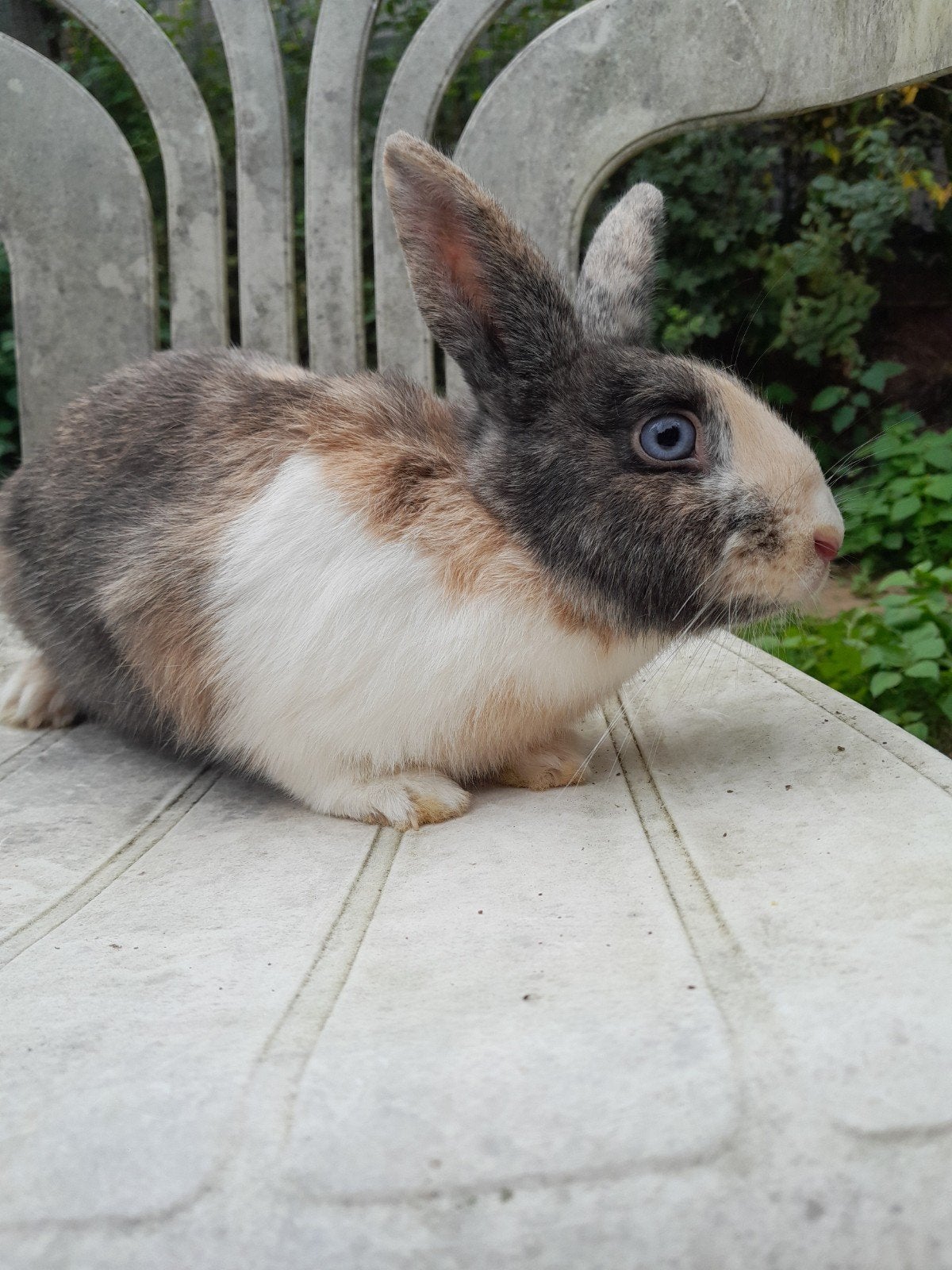dwergkonijn voedster, Dieren en Toebehoren, Vrouwelijk, Dwerg, 0 tot 2 jaar