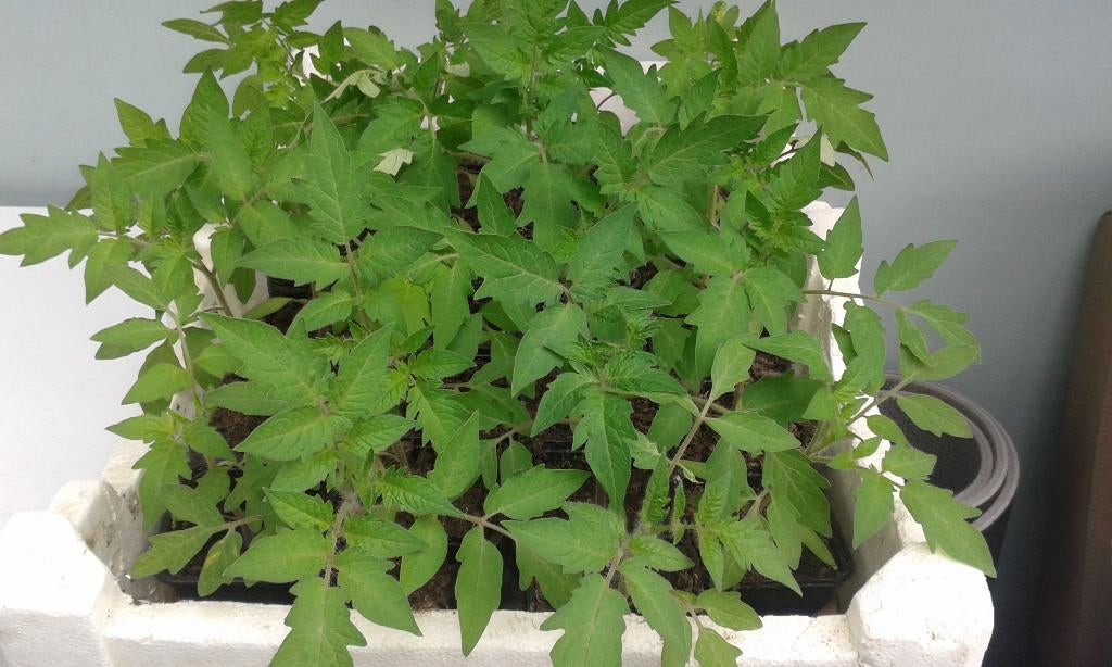 plants de tomates pyros, Enlèvement, Annuelle, Plein soleil