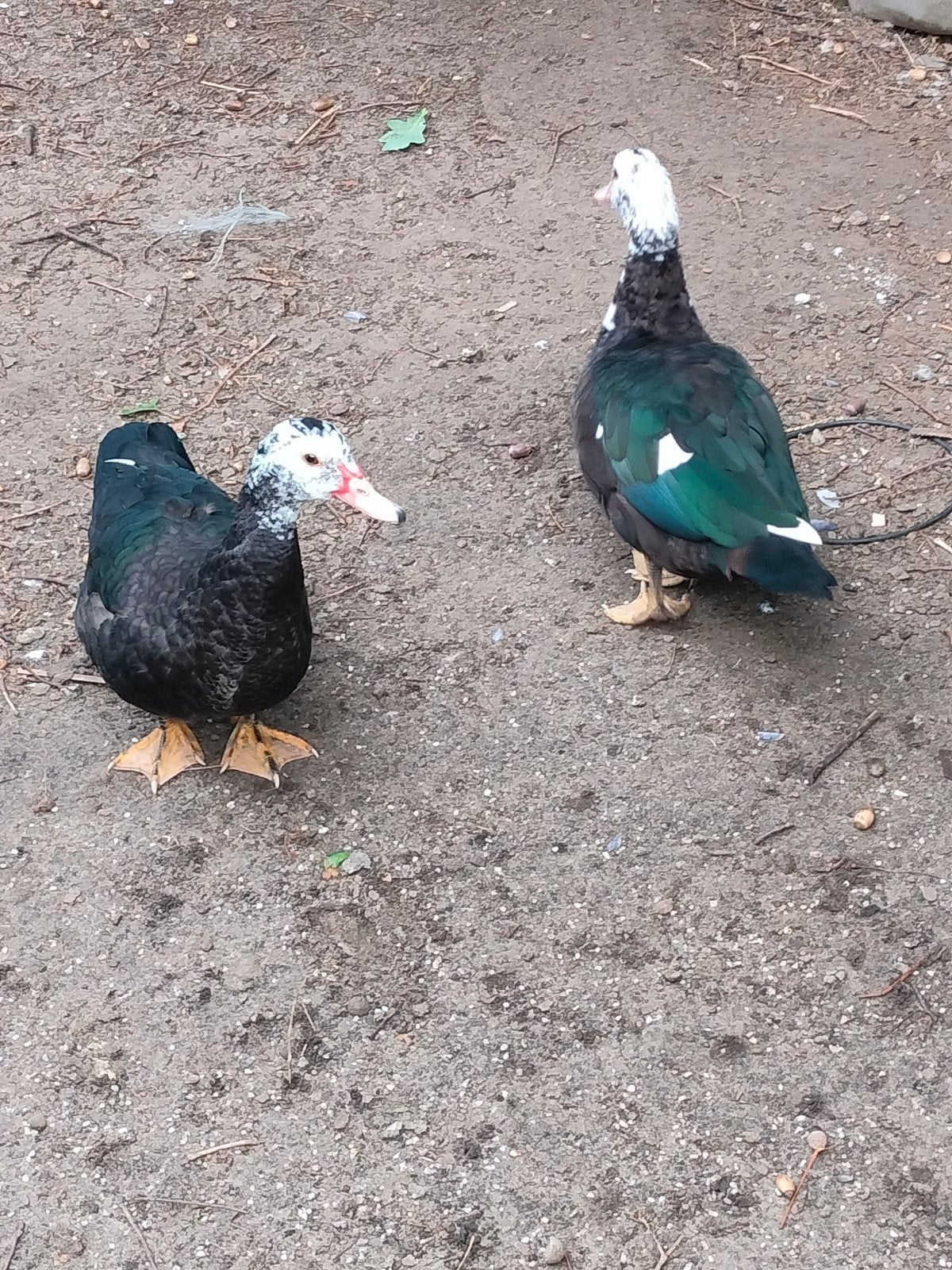 barberie vrouwtjes, Dieren en Toebehoren