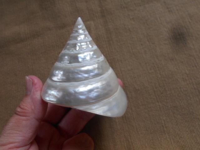 schelpen en mineralen plus boek, Enlèvement ou Envoi, Coquillage(s)
