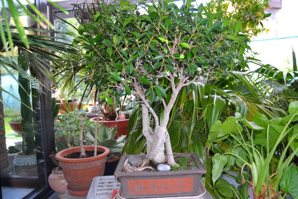 bonsaï, En pot, Arbre de toit, Enlèvement, Ombre partielle