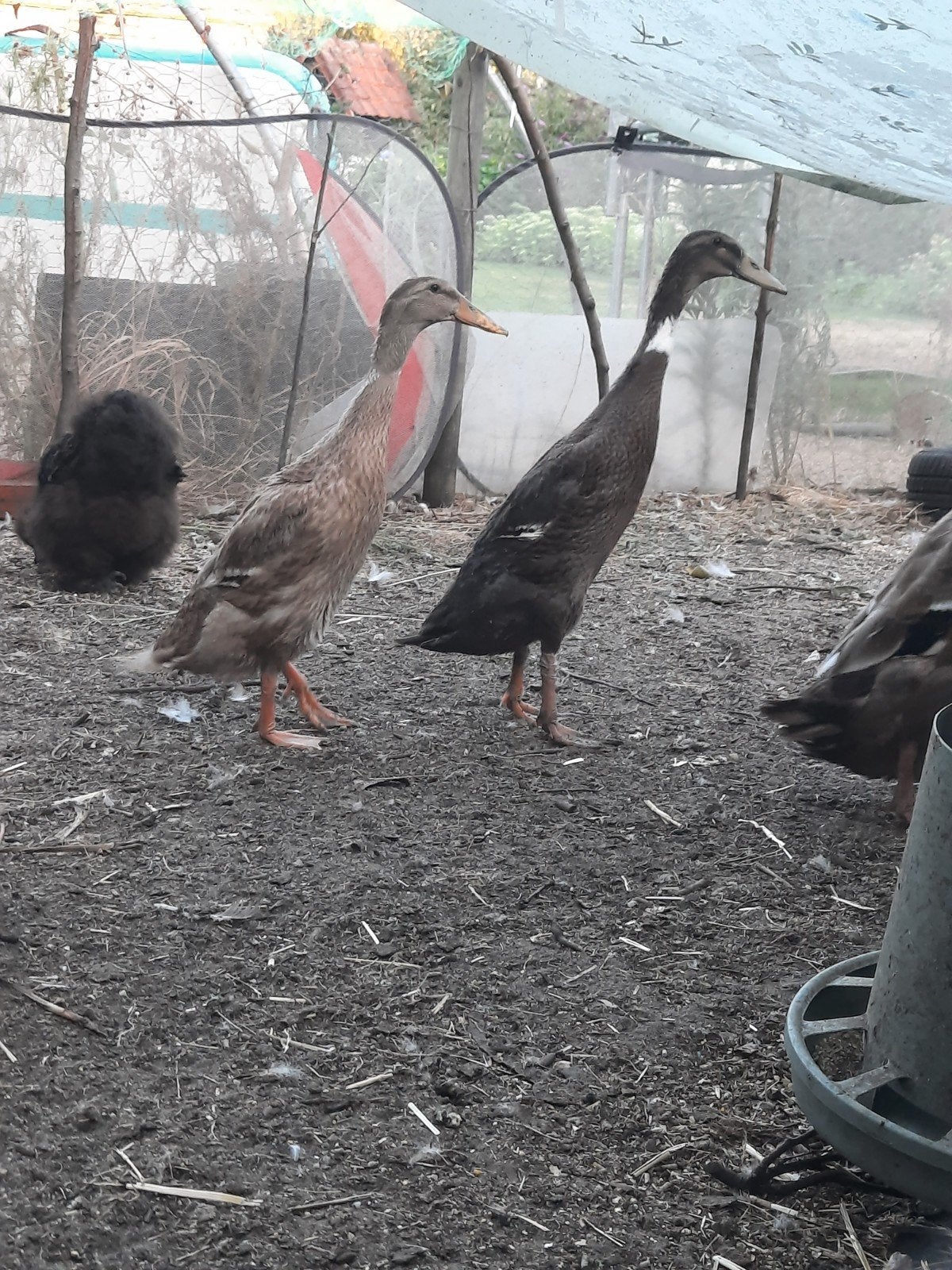 indische loopeend