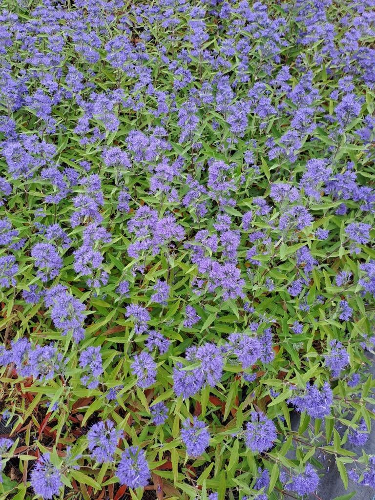 Vaste planten en grassen, Ophalen