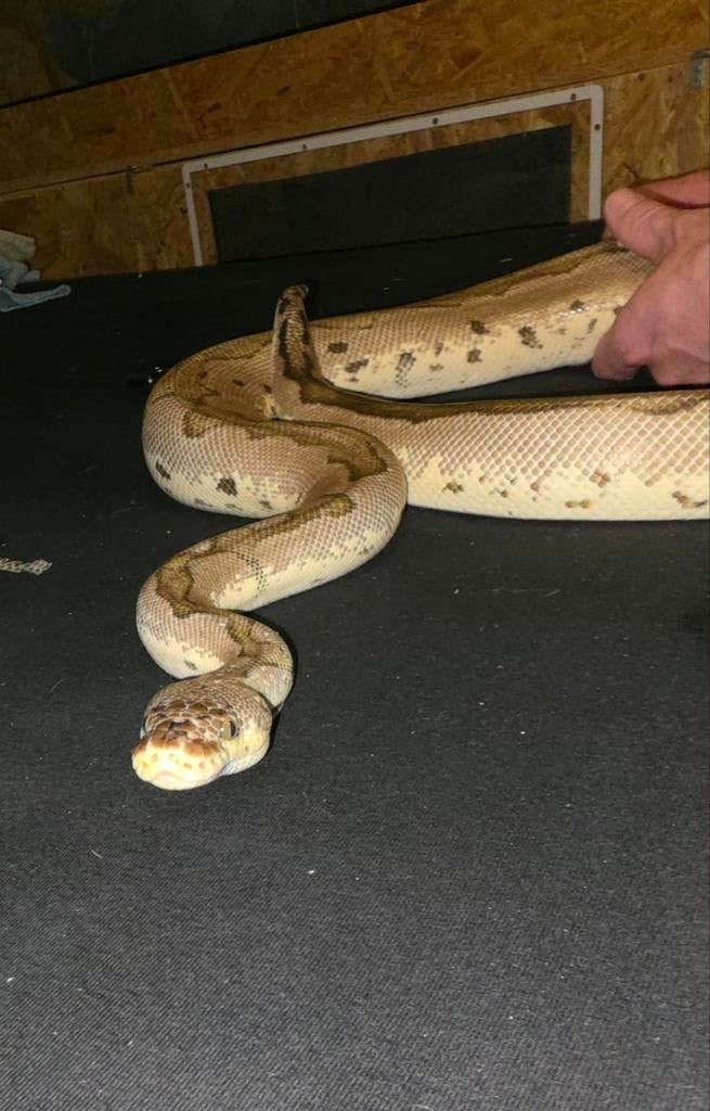 Clown à lame pastel pour homme Python Regius, Serpent, Domestique, 3 à 6 ans