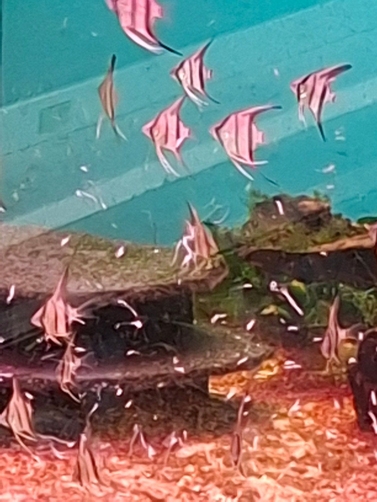 maanvis rio nannay, Poisson, Poisson d'eau douce