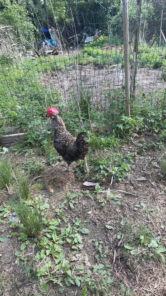 Hannen, Dieren en Toebehoren, Pluimvee, Mannelijk, Kip