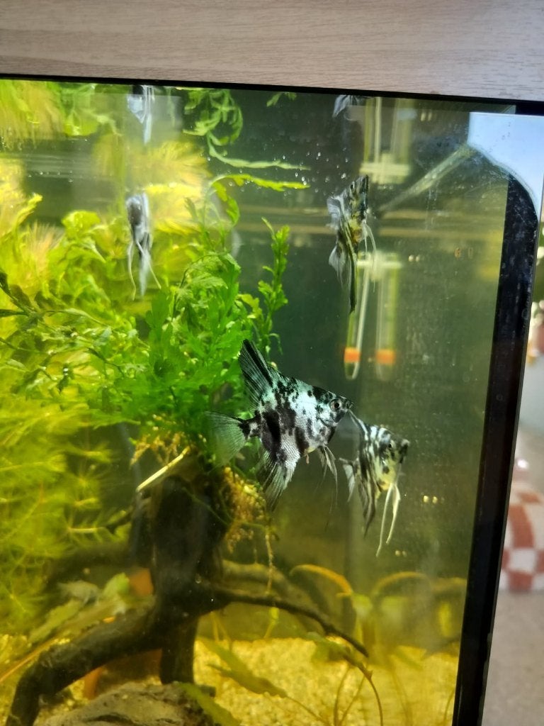 Maanvissen, Dieren en Toebehoren, Vissen | Aquariumvissen, Vis, Zoetwatervis