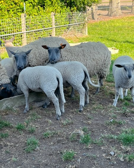 schapen, Dieren en Toebehoren, Meerdere dieren, Schaap, 0 tot 2 jaar