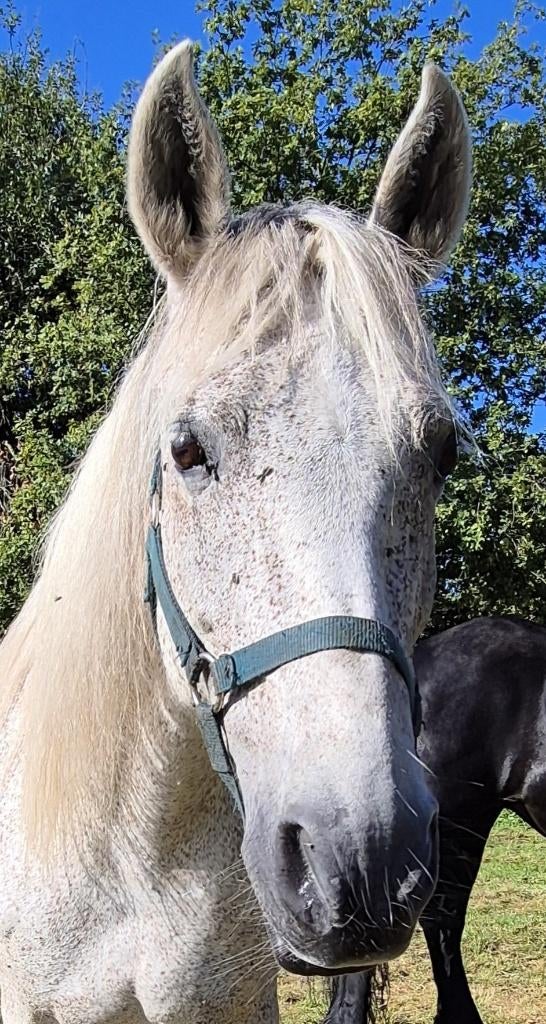 Andalusier, Animaux & Accessoires, Chevaux