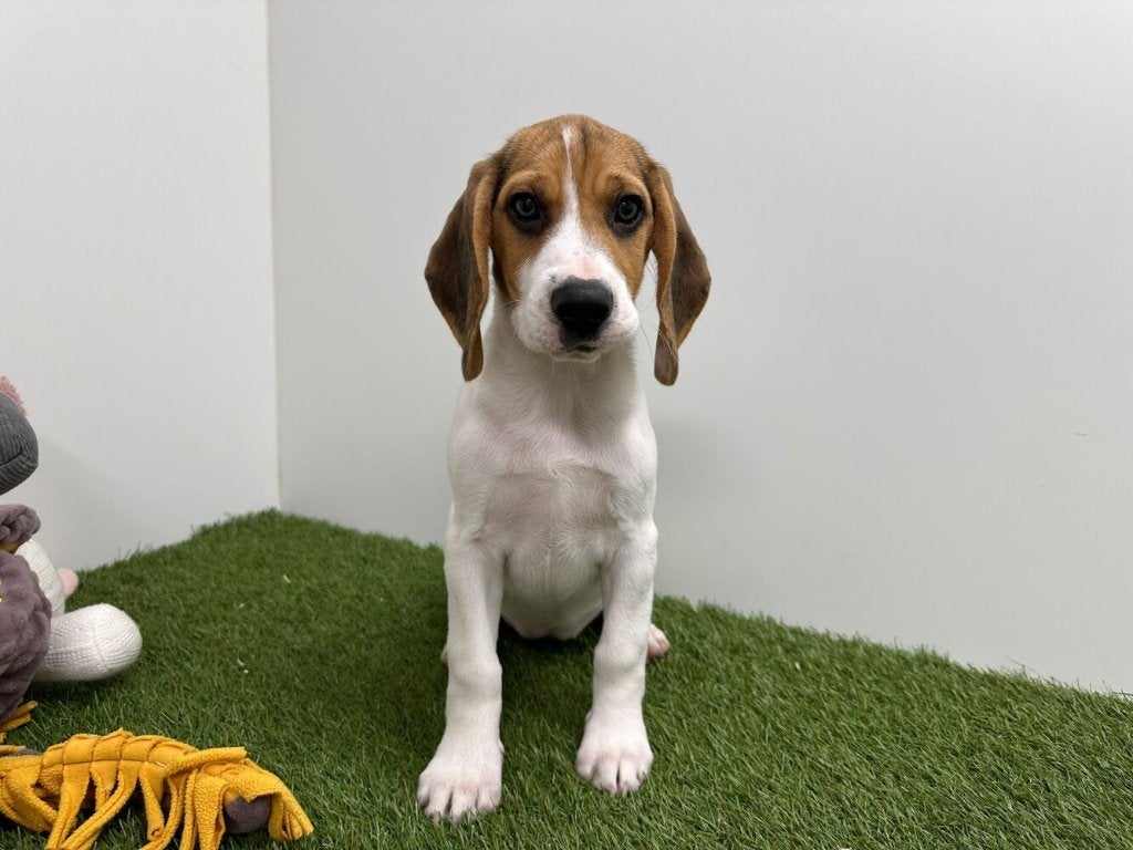 Beagle pups, België, Beagle, 8 tot 15 weken, CDV (hondenziekte)