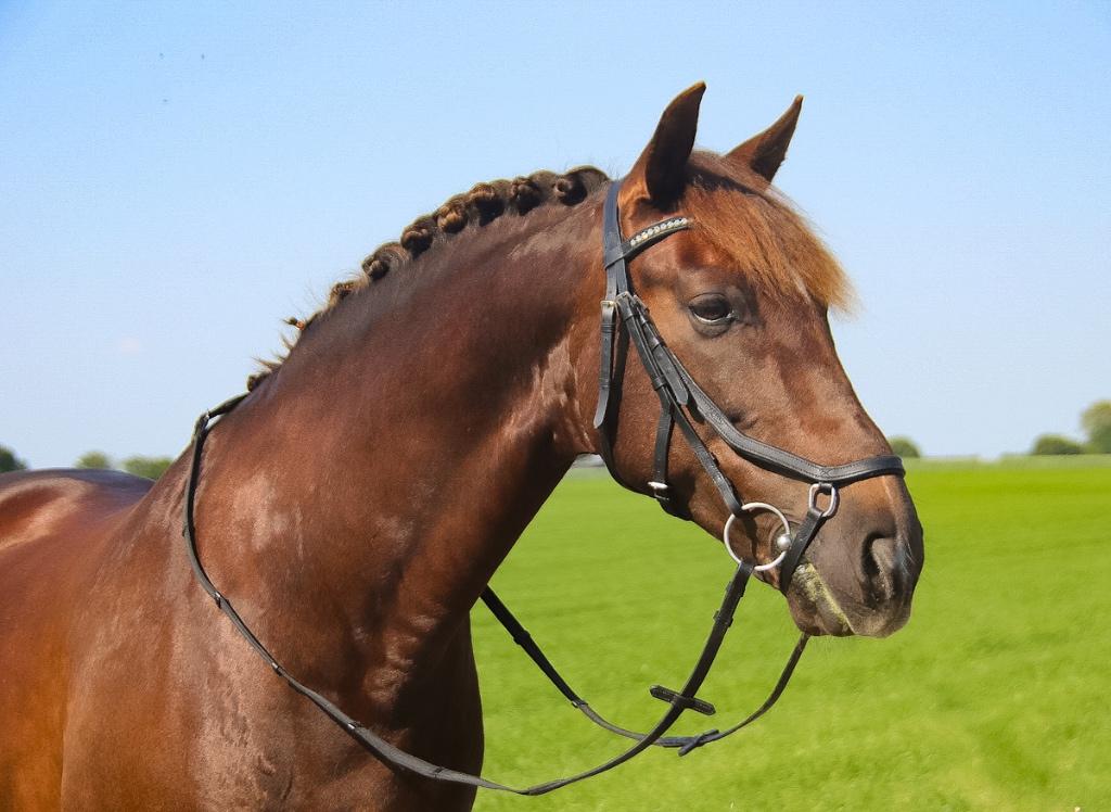 Profi-Rider Revolution anatomisch Hoofdstel Zwart Cob+Full, Dieren en Toebehoren, Ophalen of Verzenden, Nieuw